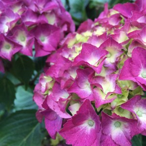 Hydrangea 2016-06-01