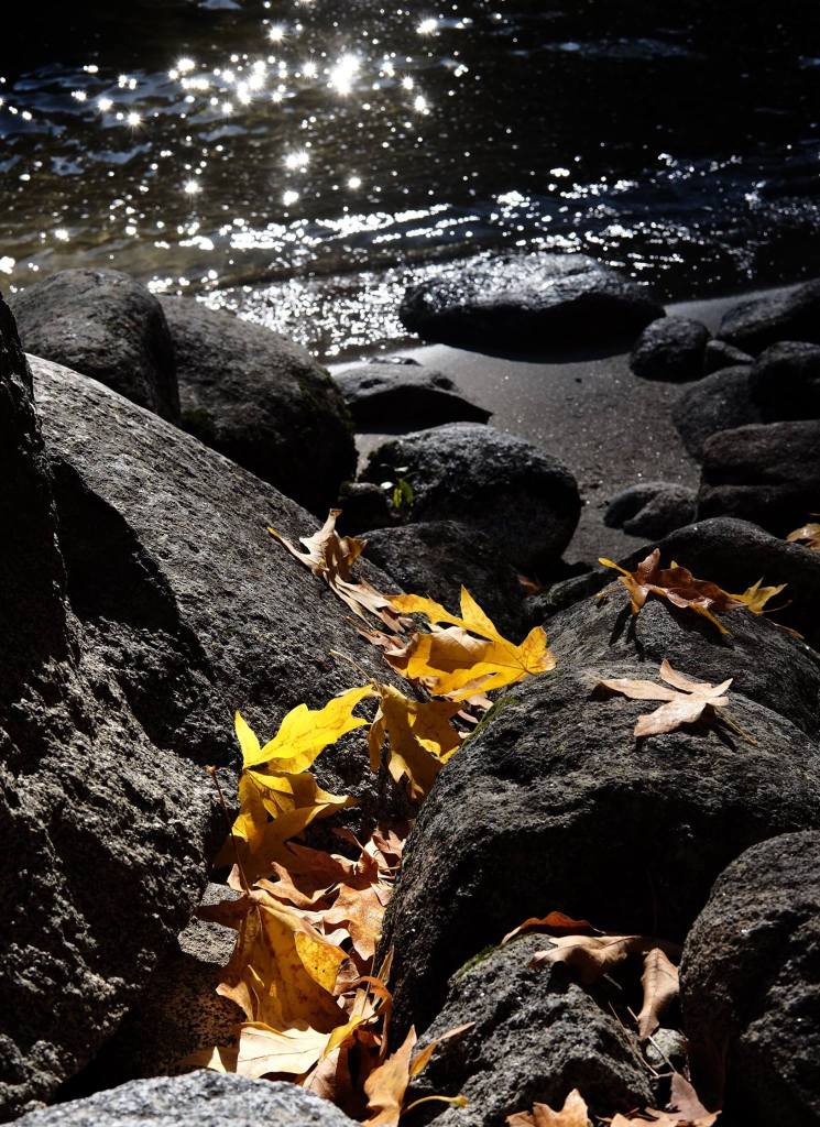 2016-10-22-leaves-on-the-shore-of-icicle-creek
